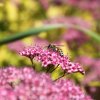 Abeille butinant sur une spirée. Au jardin. LISE JALOUX